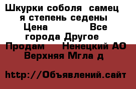 Шкурки соболя (самец) 1-я степень седены › Цена ­ 12 000 - Все города Другое » Продам   . Ненецкий АО,Верхняя Мгла д.